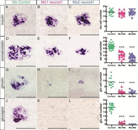 Impaired Endocrine Cell Differentiation In Neurod1 Morphants Ventral