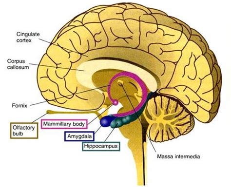 Image - Hippocampus.jpg | RANZCRPart1 Wiki | Fandom powered by Wikia