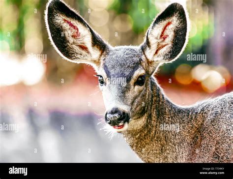 Female mule deer hi-res stock photography and images - Alamy