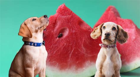 Dürfen Hunde Wassermelone essen Ein Profi Klärt auf 2025