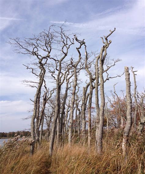 A Tree With Many Names Friends Of Georgica Pond Foundation