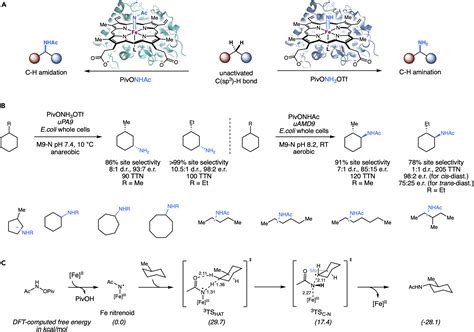 Undirected Biocatalytic Amination Of Unactivated C Sp3 H Bonds Chem