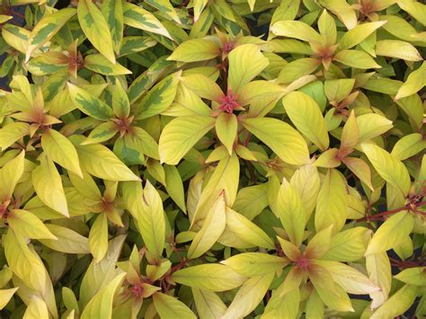 Variegated Fire Bush | Southwest Nursery | Wholesale Landscaping