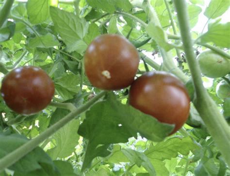 Black Prince Tomato Seeds | Heirloom | Tim's Tomatoes