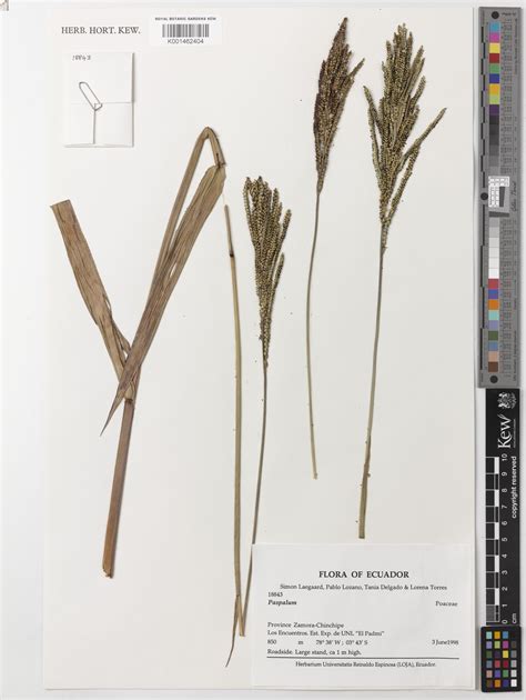 Paspalum Paniculatum L Plants Of The World Online Kew Science