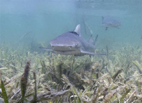 Juvenile Lemon Shark Negaprion Brevirostris In The Mangroves Of