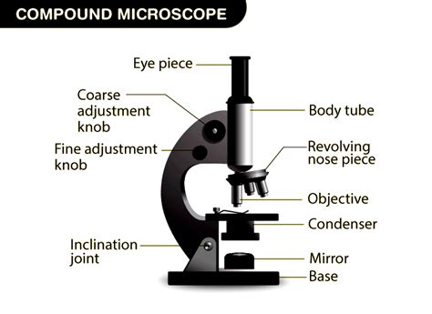 Compound Light Microscope Parts Definitions | Shelly Lighting