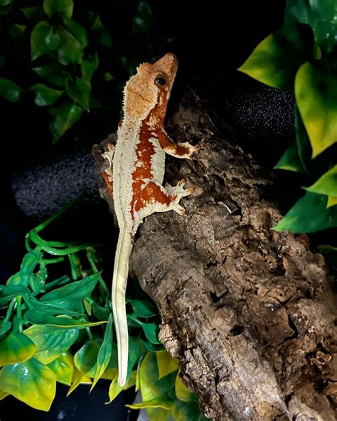 Red Lilly White Crested Gecko By Batty Exotics Morphmarket