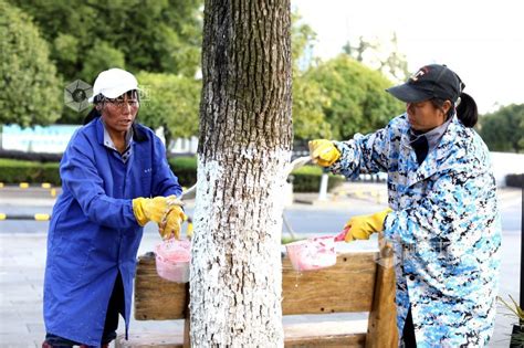 江西分宜：树木刷白穿“冬衣”凤凰网江西凤凰网