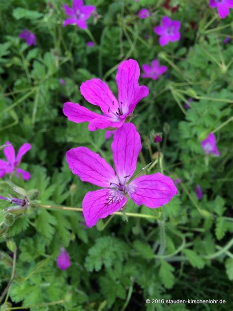 Erodium x hybridum E daucoides E manescavi Staudengärtnerei