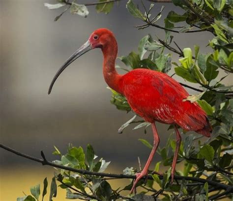 Solve Scarlet Ibis Trinidad And Tobago Jigsaw Puzzle Online With