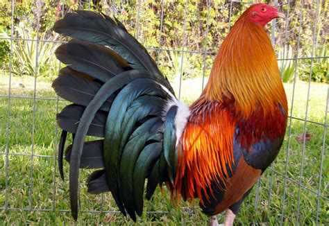 What Is A Gamefowl Sustainable Agriculture