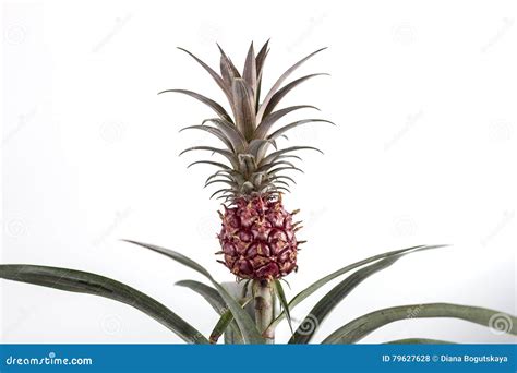 Isolated Pineapple on the Bush Stock Photo - Image of juice, appetizing ...