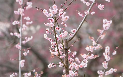 Plum Blossom In Japan Sakuramani