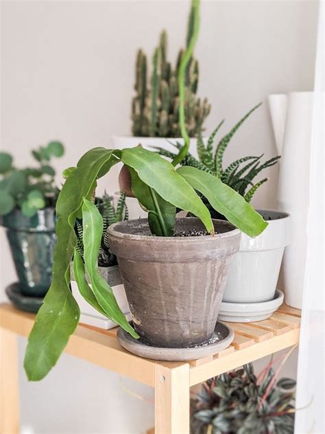 Several Potted Plants Are Sitting On A Shelf