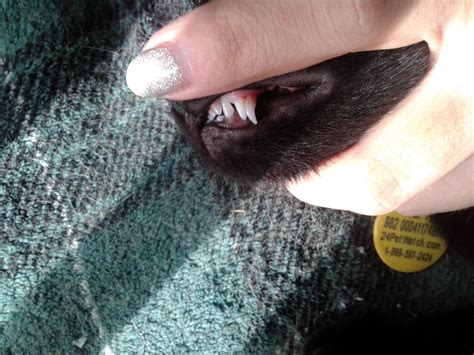 My kitten's baby tooth never fell out and the adult tooth grew in next