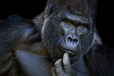 Gorilla 1080P, 2K, 4K, 5K HD wallpapers free download | Wallpaper Flare