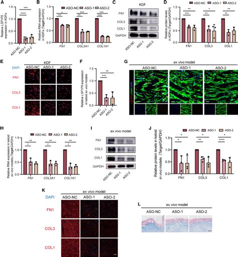 Targeting The Nuclear Long Noncoding Transcript Lsp P Abrogates