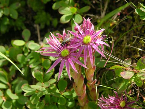 Bl Ten Berg Hauswurz Flora Natur Im Austria Forum