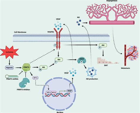 PRMT5 facilitates angiogenesis and EMT via HIF 1α VEGFR Akt signaling