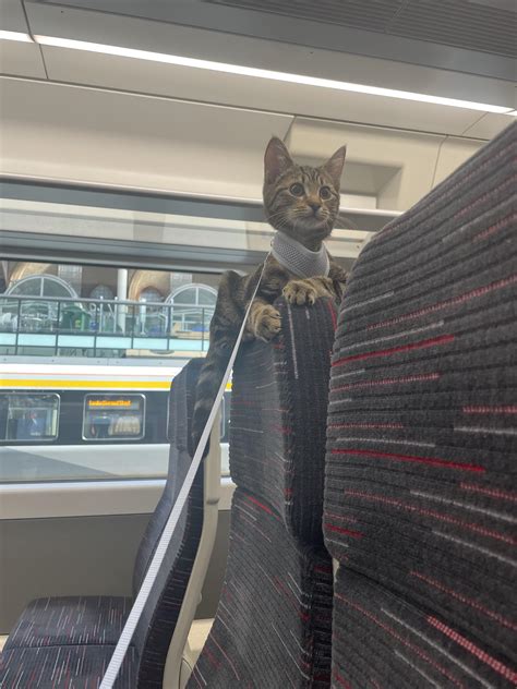 train cats 7