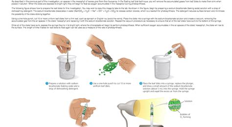 Photosynthesis Experiment With Baking Soda