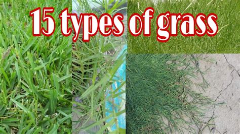 Types Of Lawn Grass Identification Guide To Sod Types 56 Off