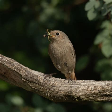 Black Redstart - Facts, Diet, Habitat & Pictures on Animalia.bio