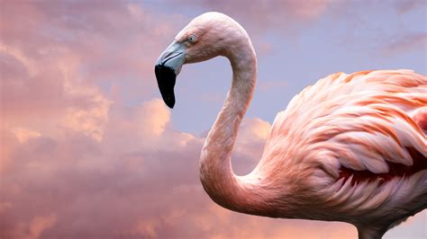 The Bizarre Story Of Pink Floyd The Escaped Flamingo From Kansas