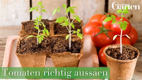 Aussaat von Tomaten ist ganz einfach Wir zeigen was ihr für eine