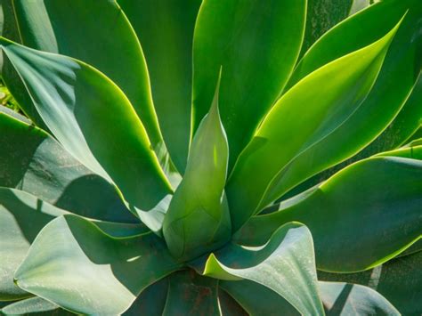 Green Agave Plant Free Stock Photo Public Domain Pictures