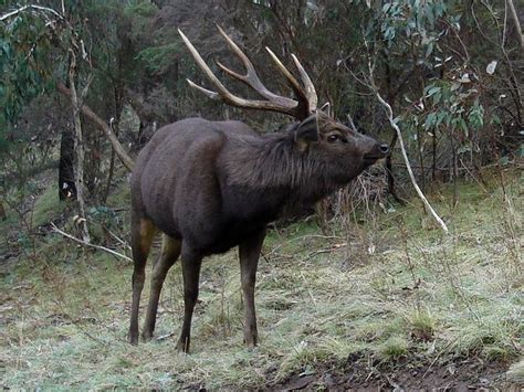 Sambar deer - Alchetron, The Free Social Encyclopedia