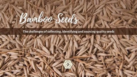 Bamboo Seeds: Collecting, identifying, and sourcing - Bambu Batu