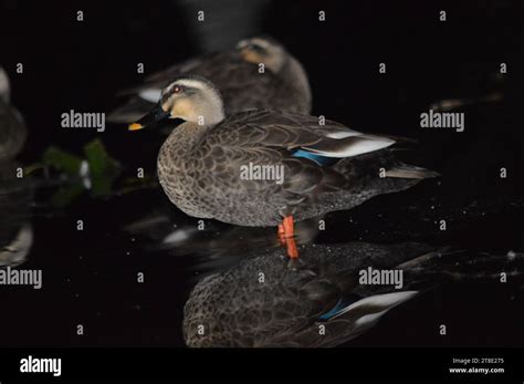 Water ducks are highly proficient swimmers, thanks to their webbed feet ...