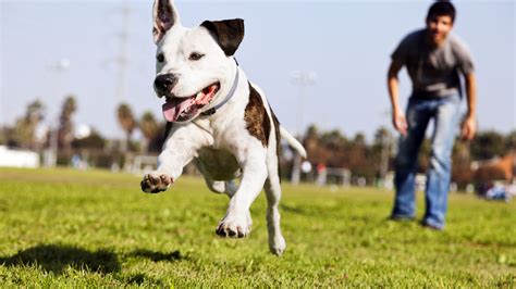 Broome County Dog Shelter Open House Saturday