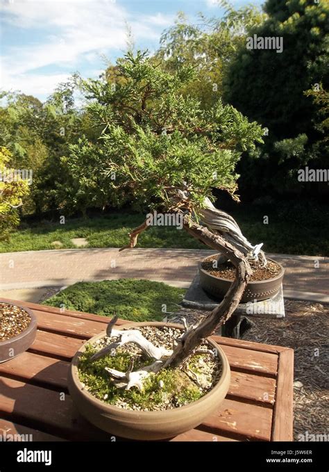 040 Balboa Park Japanese Garden Stock Photo - Alamy