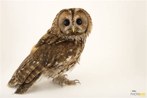 Photo Ark Home Tawny Owl Or Brown Owl National Geographic Society