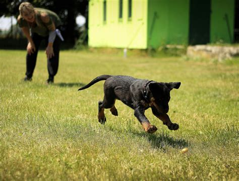 Dog Health Tips - Keep Your Dog Fit and Healthy