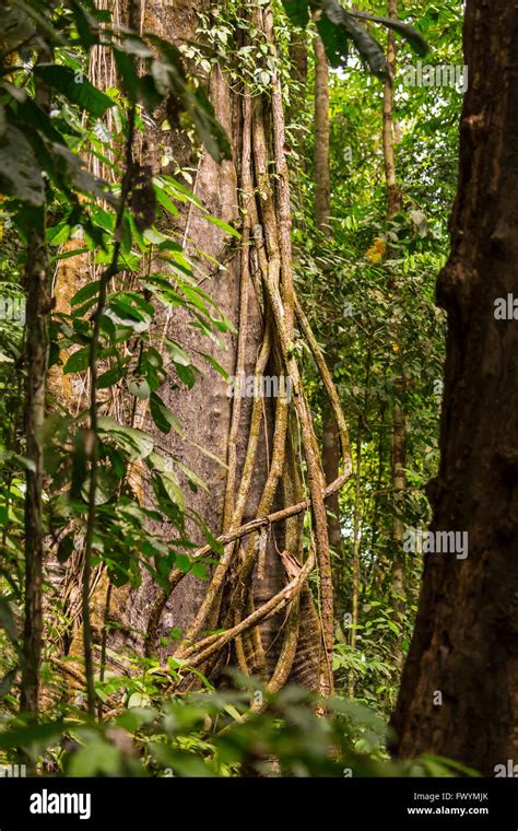 Jungle Trees Vines