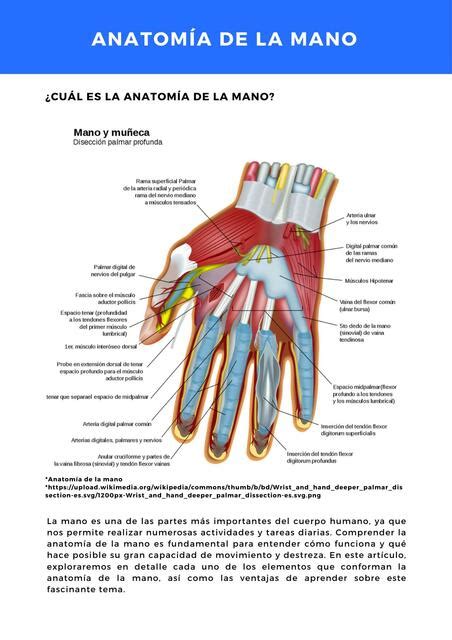 Anatom A De La Mano Facilitando Tu Estudio Udocz