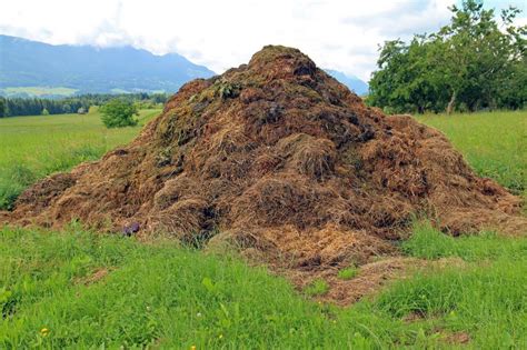 O Que Significa Esterco - Esterco bovino: como fazer adubo orgânico em 4 passos - Boi Saúde
