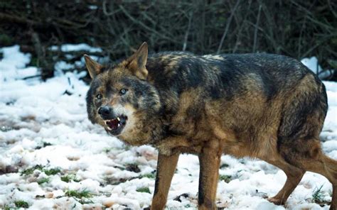 Wolf Attacks Family… in Their Tent! | Modern Survival