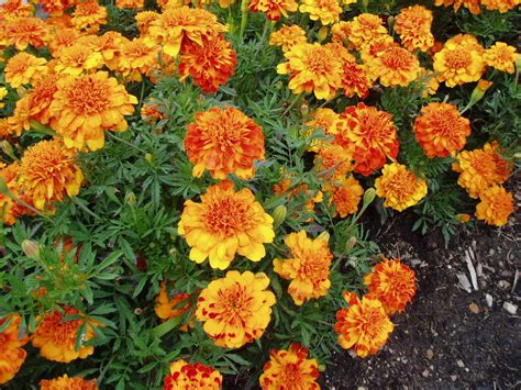 Marigold Bonanza Bolero | All-America Selections