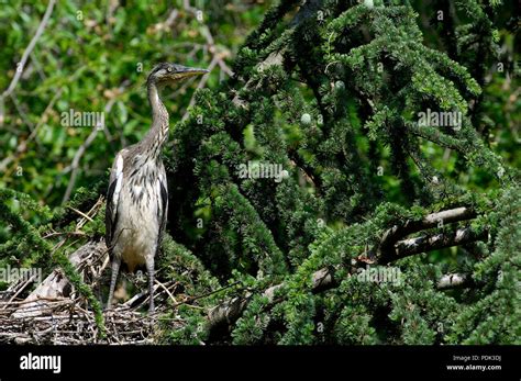 Jeune héron hi res stock photography and images Alamy