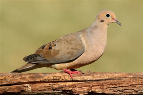 Doves In Texas Global Birding Initiative