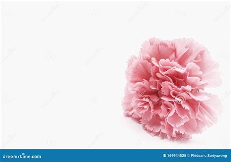 Pink Carnations Flower For Mother`s Day Stock Image Image Of