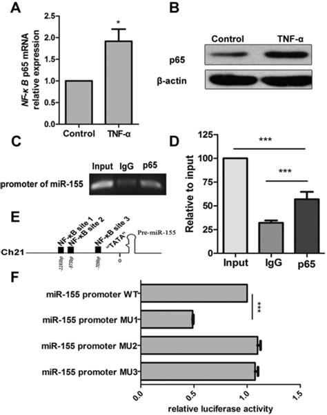 Nf κb P65 Is Activated By Tnf α And Subsequently Induces Transcription