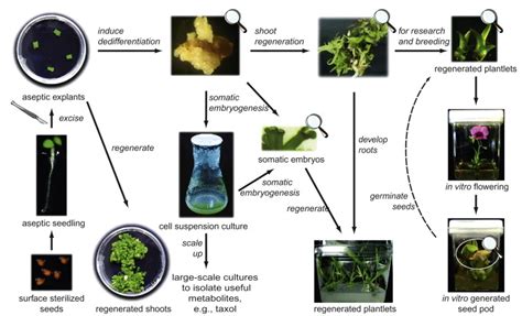 PLANT TISSUE CULTURE - The Science Notes