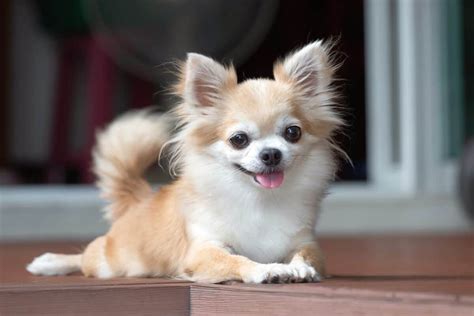 Chihuahua Lifespan: How Long Do Chihuahuas Live?