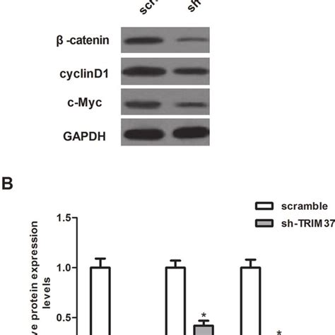 Knockdown Of Trim37 Inhibits Crc Cell Proliferation Hct116 Cells Were Download Scientific